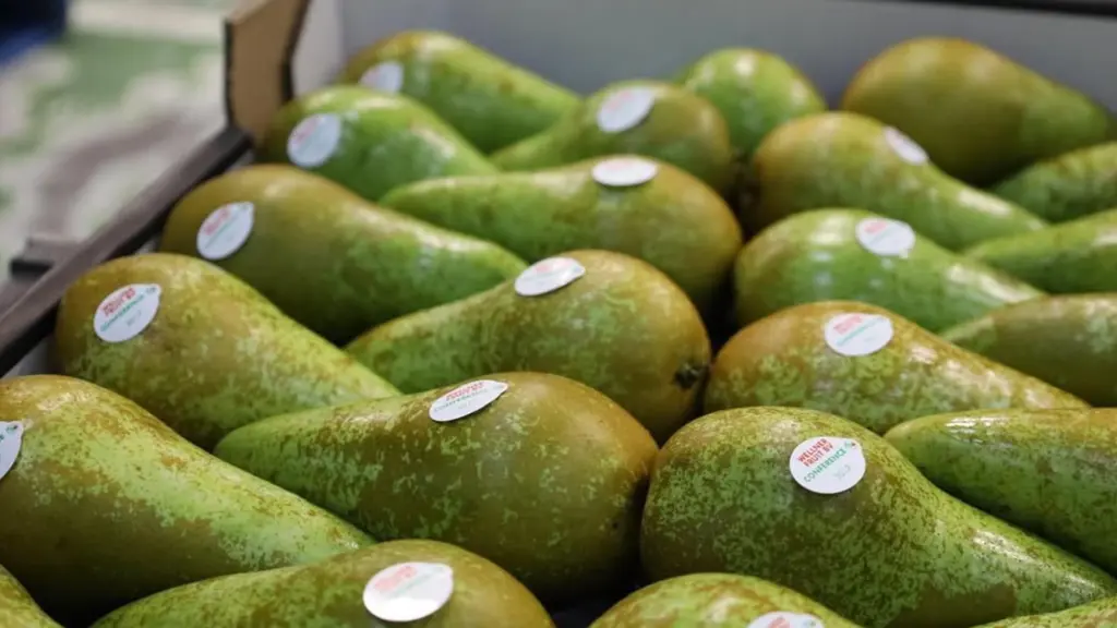 Conference peren.jpg