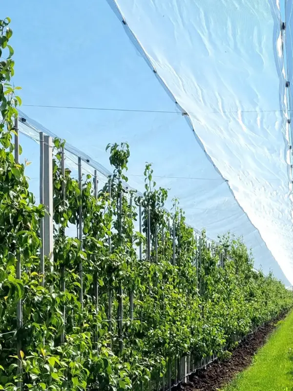 Peren hagelnetten.jpg